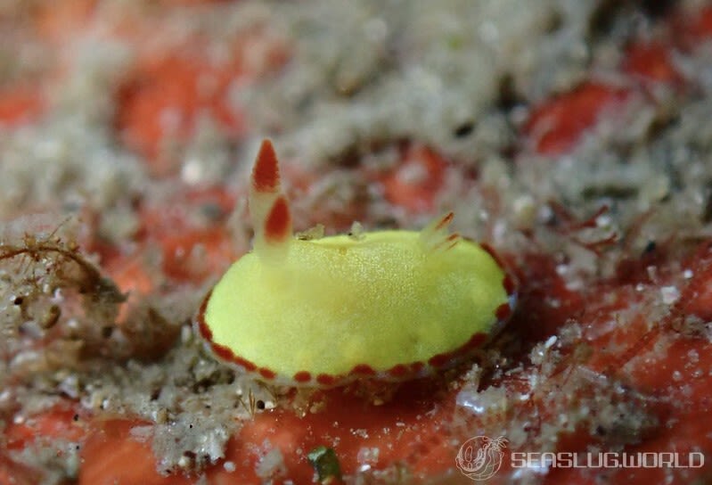 ホムライロウミウシ Goniobranchus albopunctatus