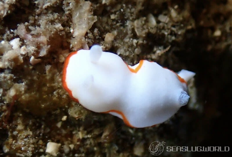 ボンボリイロウミウシ Goniobranchus albonares