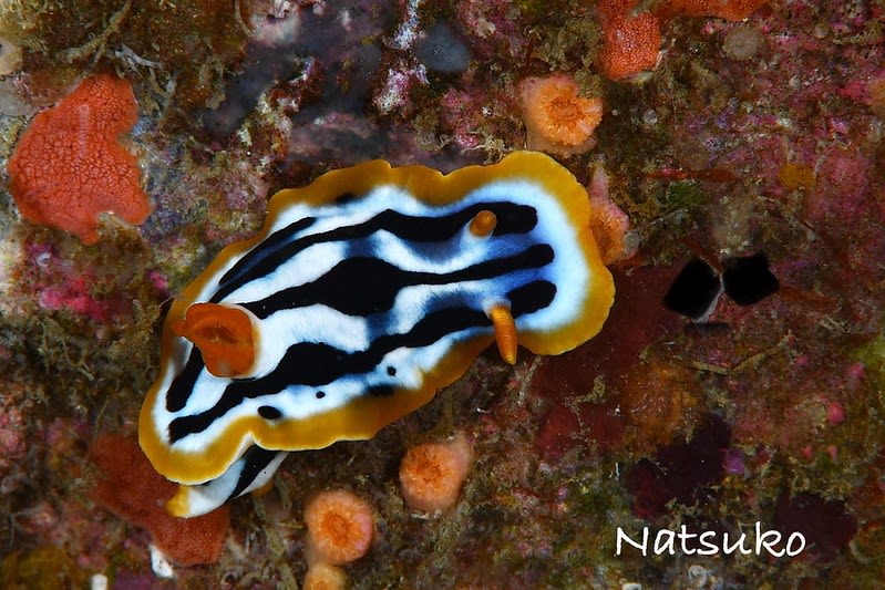 シボリイロウミウシ Chromodoris strigata