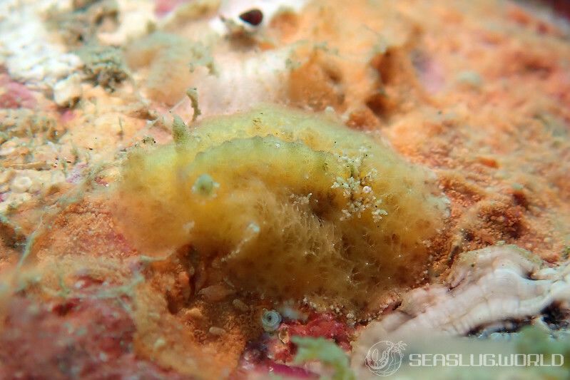 カクレカザンウミウシ Sclerodoris apiculata