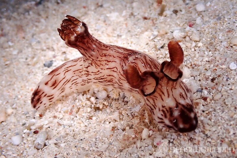 ブッシュドノエルウミウシ Jorunna rubescens