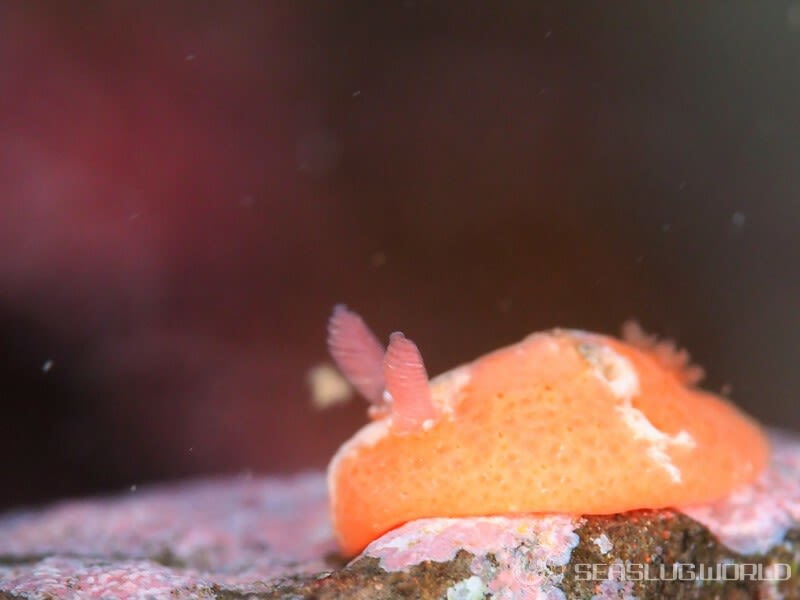 ヒオドシウミウシ Sclerodoris rubicunda