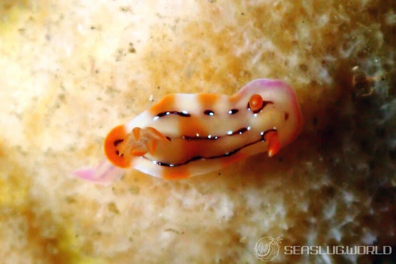 クラカトアウミウシ Hypselodoris krakatoa