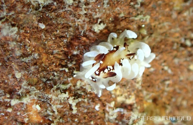 イバラウミウシ Ceratodoris barnardi