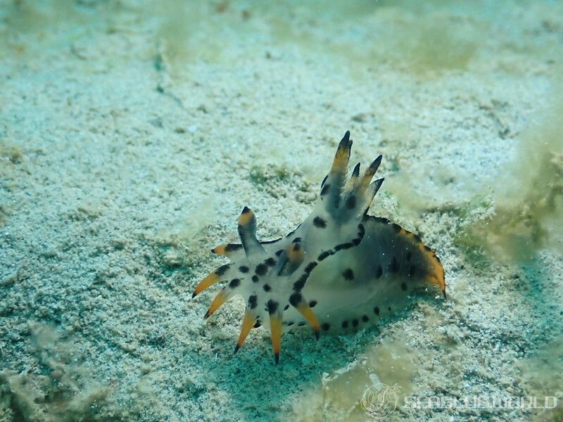 フジタウミウシ属の一種 2 Polycera sp. 2