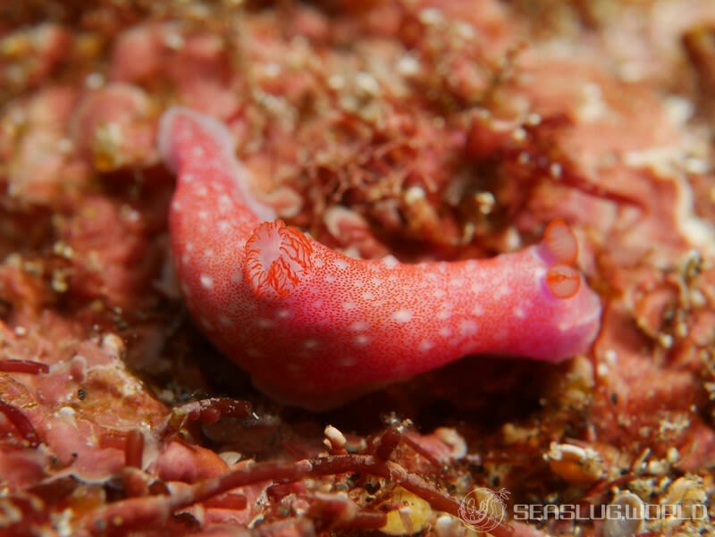 アマミキヌハダウミウシ Gymnodoris sp. 5