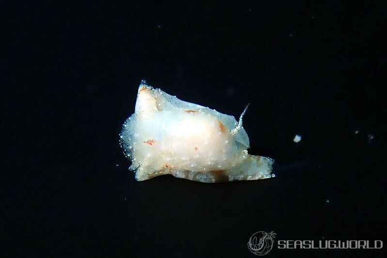 ヤマトウミコチョウ属の一種 4 Gastropteron sp. 4