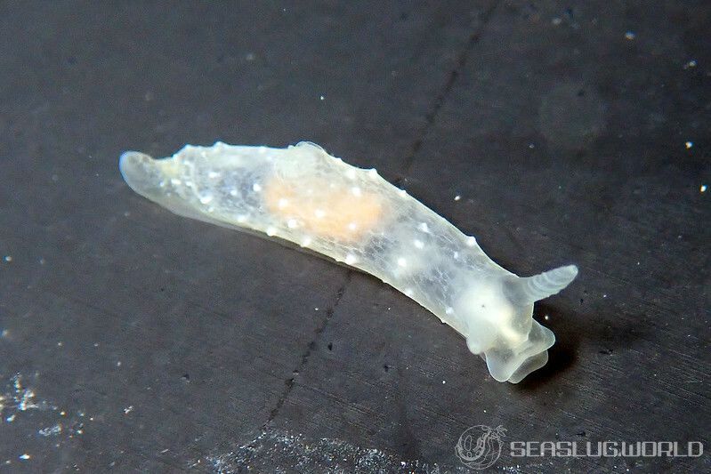 キヌハダウミウシ属の一種 34 Gymnodoris sp.34