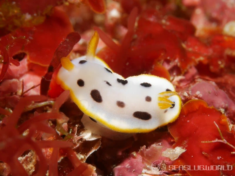 シロウミウシ Chromodoris orientalis