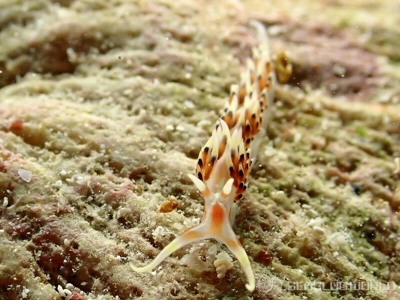 ヒブサミノウミウシ Caloria indica