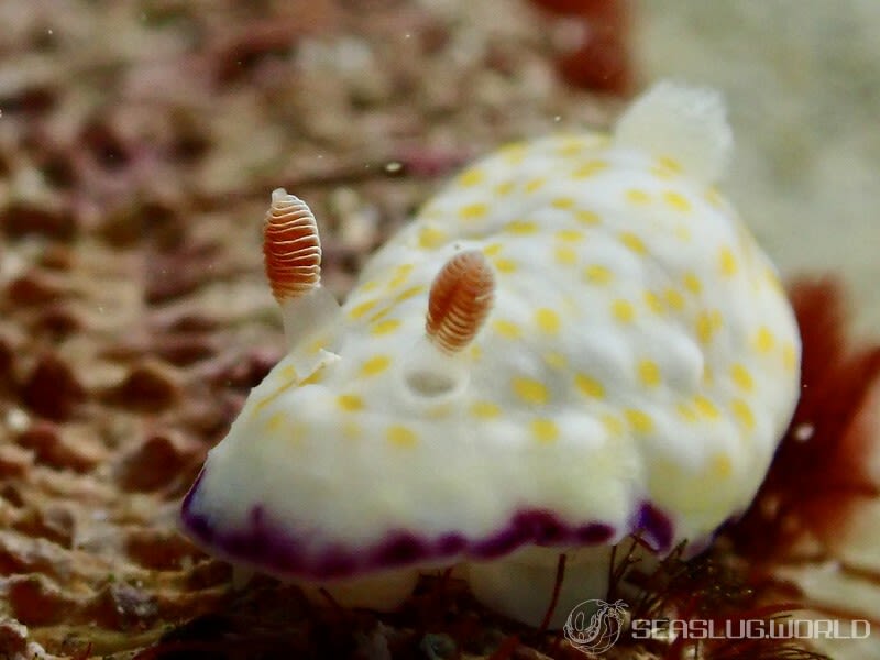 ヒメコモンウミウシ Goniobranchus rufomaculatus