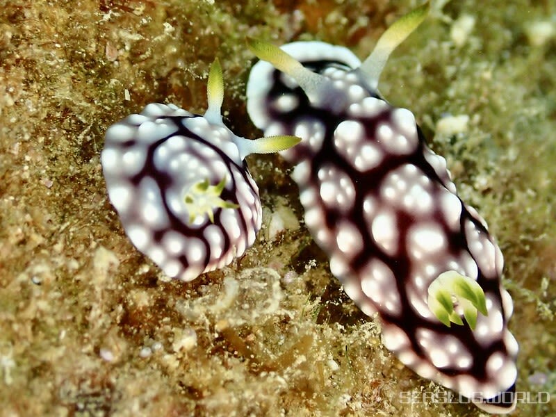 キカモヨウウミウシ Goniobranchus geometricus