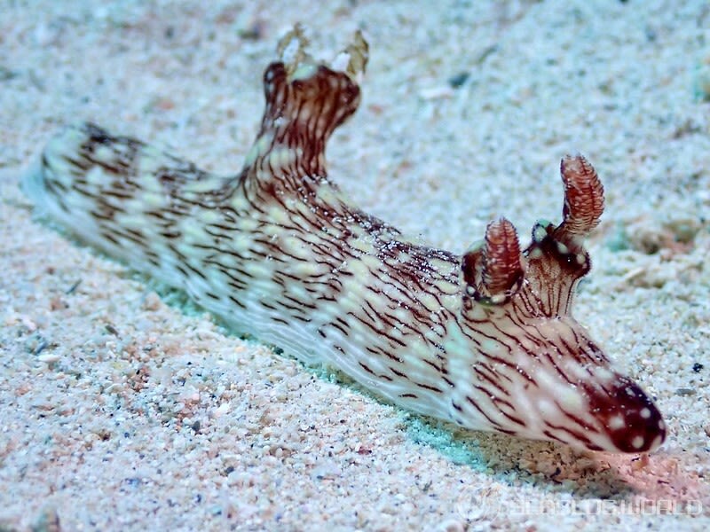 ブッシュドノエルウミウシ Jorunna rubescens