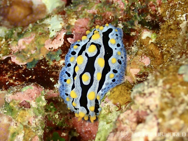 ソライロイボウミウシ Phyllidia coelestis