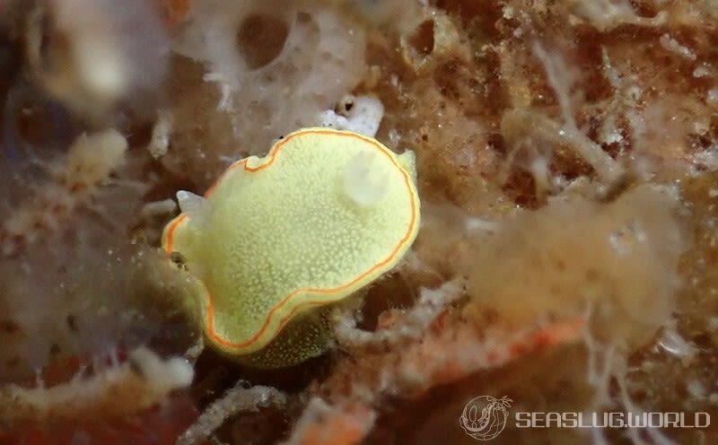 ミツイラメリウミウシ Diaphorodoris mitsuii