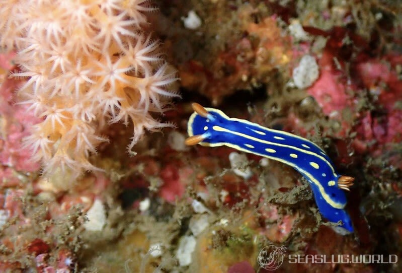 アオウミウシ Hypselodoris festiva