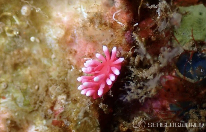 ヒロウミウシ Ceratodoris hiroi