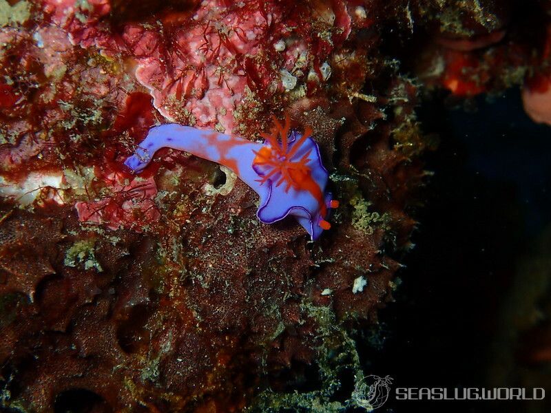 フタイロニシキウミウシ Ceratosoma bicolor