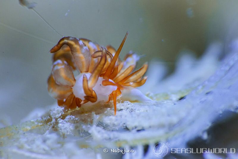 オレンジミノウミウシ Trinchesia acinosa