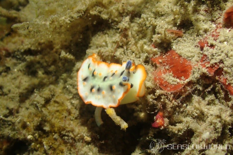 ハナオトメウミウシ Dermatobranchus ornatus