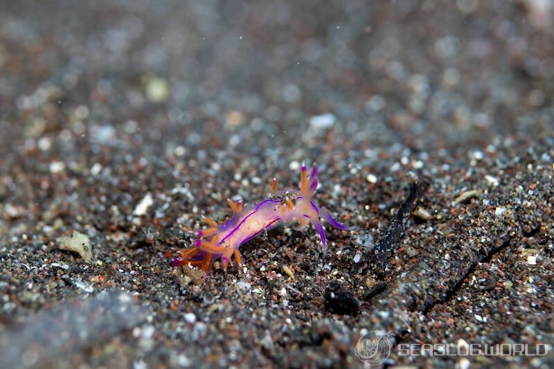 セスジミノウミウシ Coryphellina sp. 4