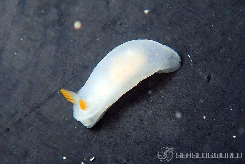 キヌハダウミウシ属の一種 21 Gymnodoris sp.21