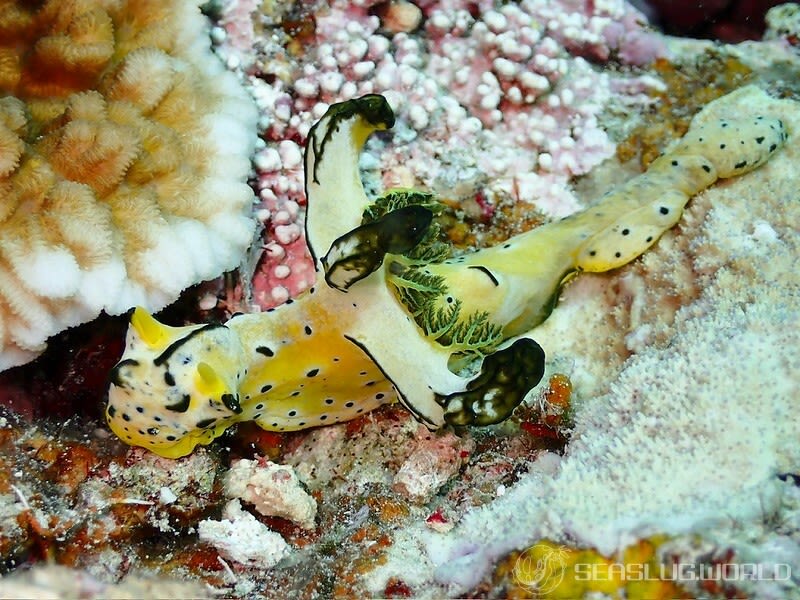 タチアオイウミウシ Notodoris serenae