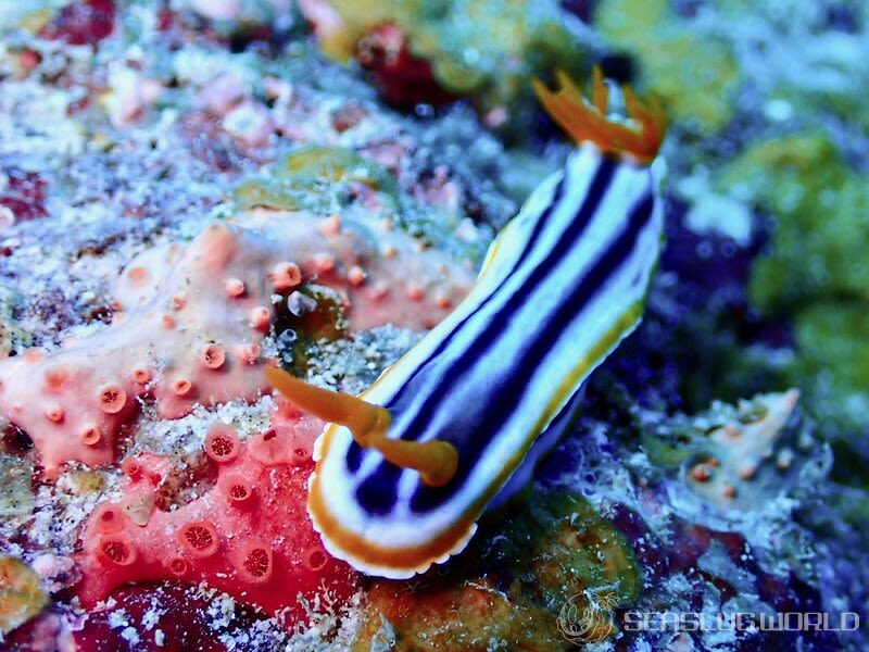 シライトウミウシ Chromodoris magnifica