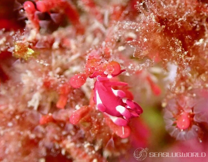 ミナミヒロウミウシ Ceratodoris nakamotoensis