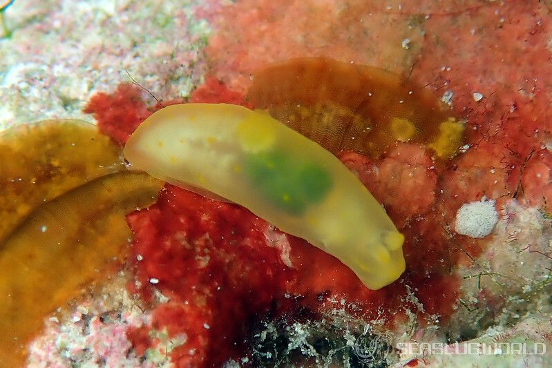 キヌハダウミウシ属の一種 33 Gymnodoris sp.33