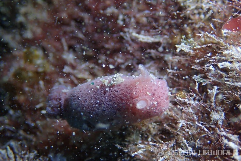 ゴマフビロードウミウシ属の仲間 Jorunna spp.