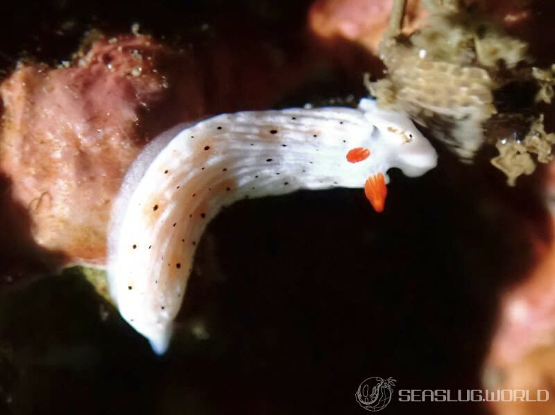 オトメウミウシ Dermatobranchus otome