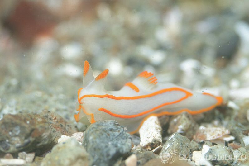 キンセンウミウシ Gymnodoris amakusana