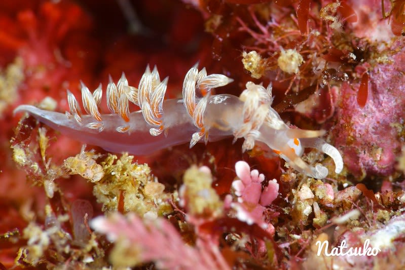 ハクセンミノウミウシ属の一種 3 Cratena sp. 3