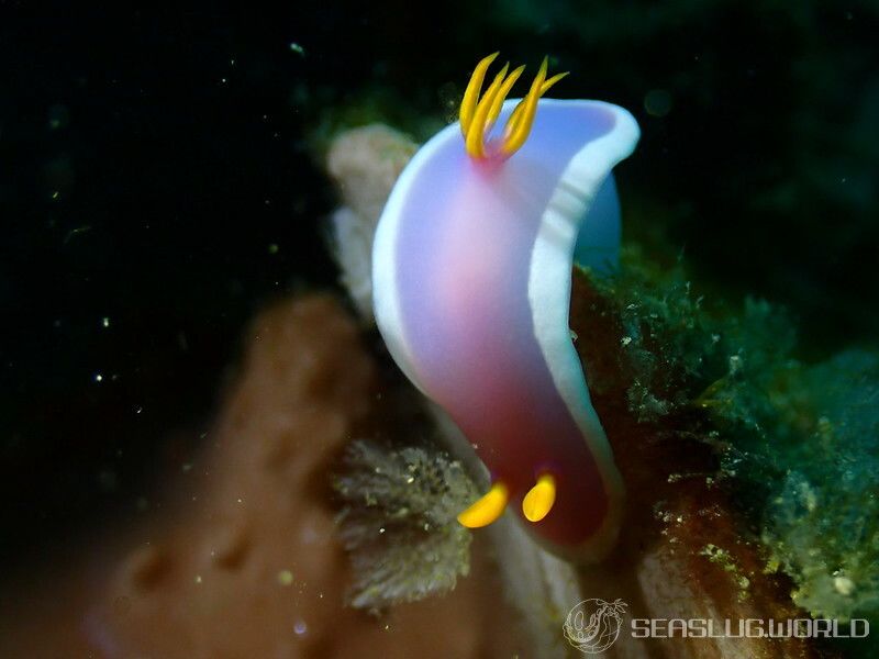 カグヤヒメウミウシ Hypselodoris variobranchia