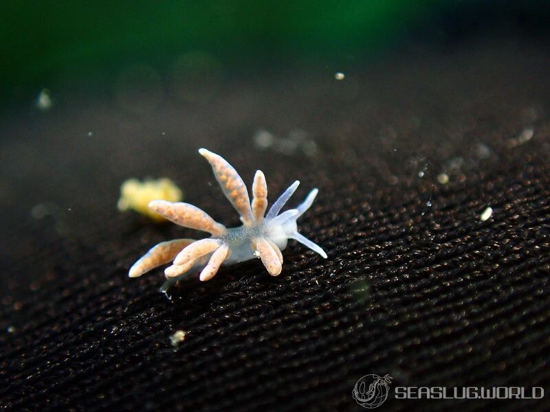 ミノウミウシの仲間 Aeolidida spp.