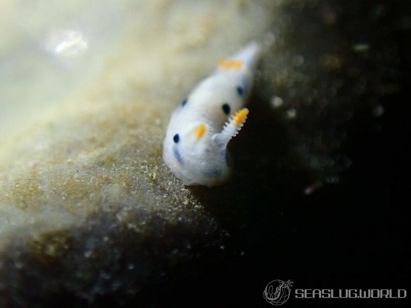 ウスイロウミウシ Hypselodoris placida