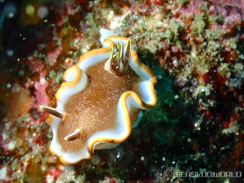 キャラメルウミウシ Glossodoris rufomarginata