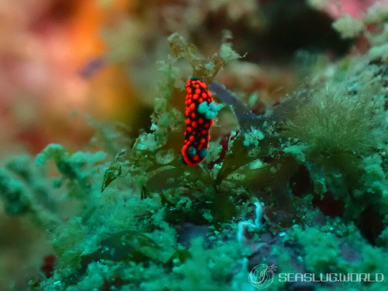 クロスジリュウグウウミウシ属の一種 3 Nembrotha sp. 3