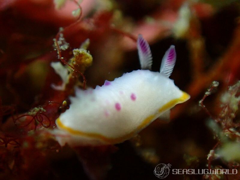 クリヤイロウミウシ Mexichromis mariei