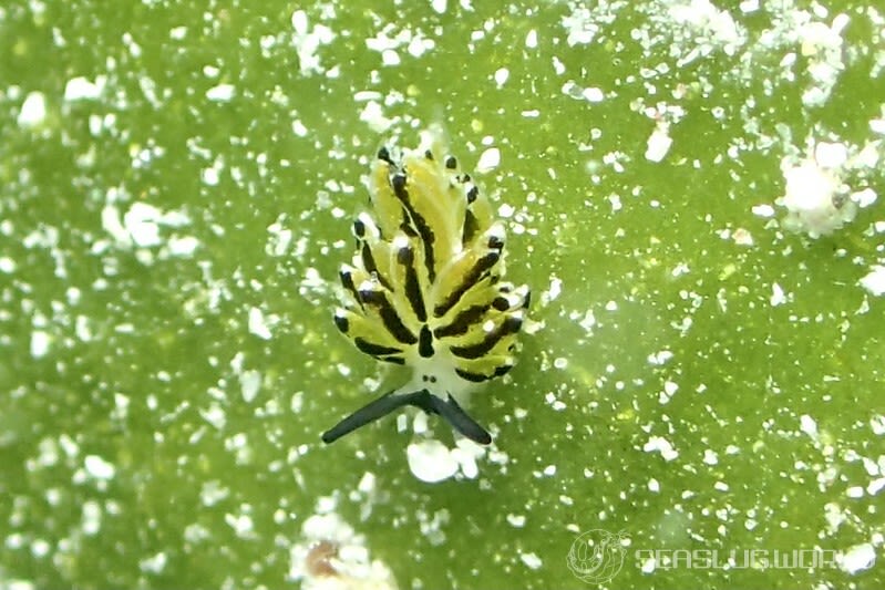 イリオモテモウミウシ Costasiella sp. 4