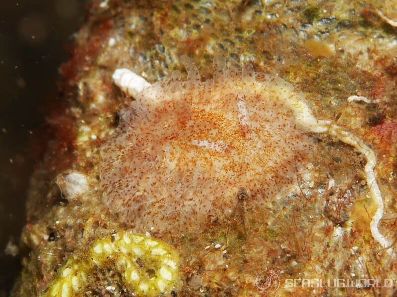 ナガヒゲイバラウミウシ Ceratodoris pilosa