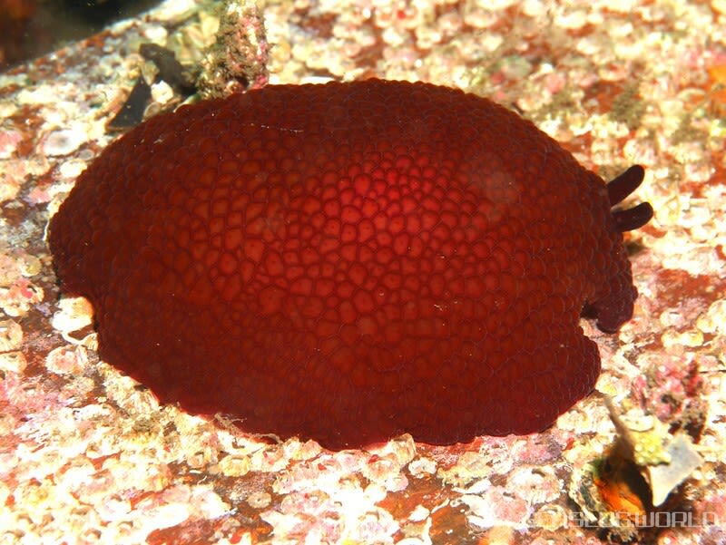 カメノコフシエラガイ Pleurobranchus peronii