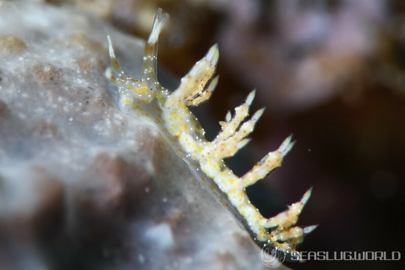 ホシクズミノウミウシ Eubranchus sp.35