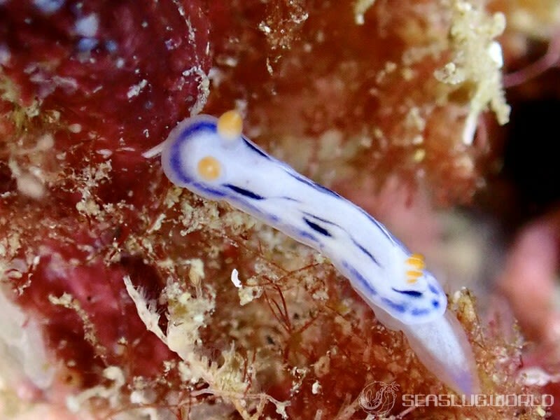 リュウモンイロウミウシ Hypselodoris maritima