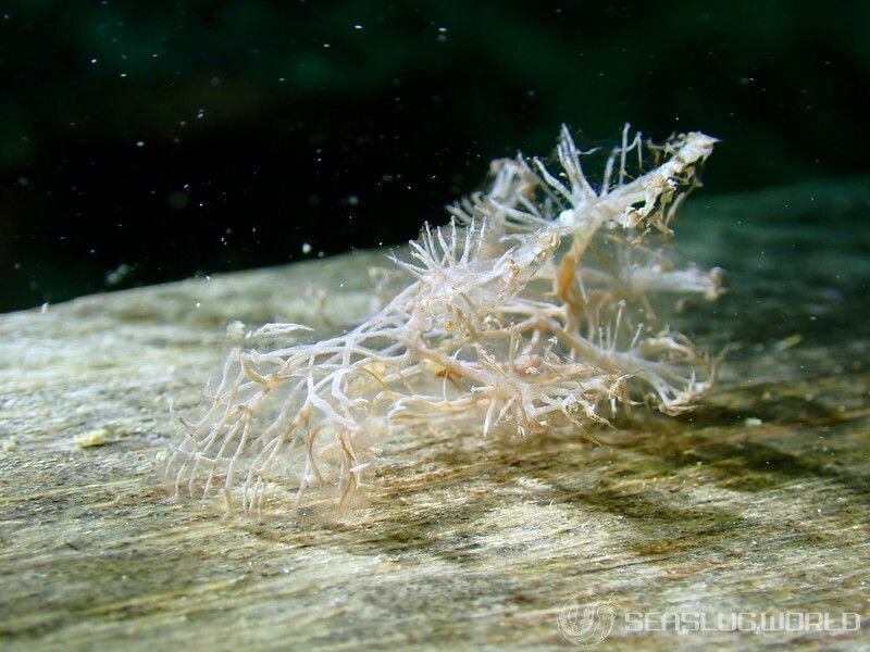 イトクズメリべ Melibe colemani