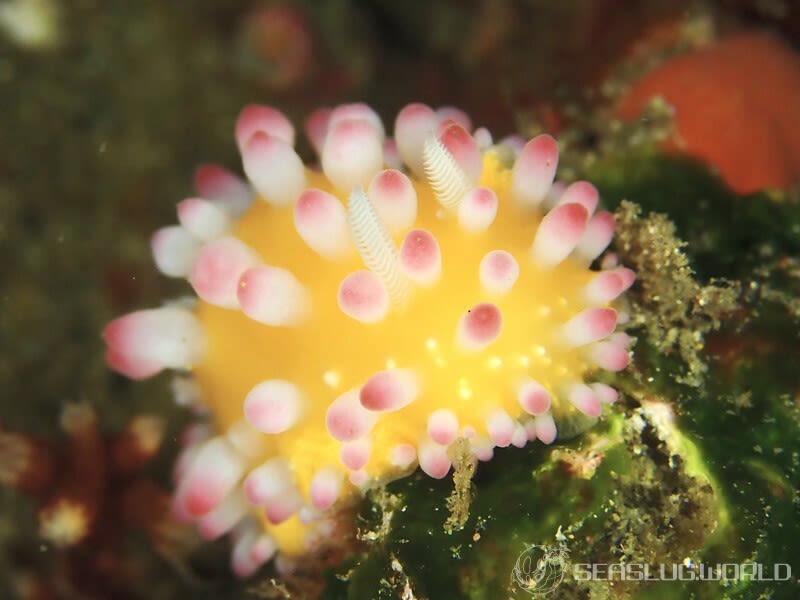 イガグリウミウシ Cadlinella ornatissima