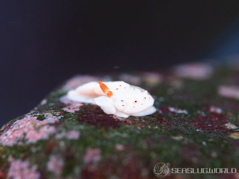 オトメウミウシ Dermatobranchus otome