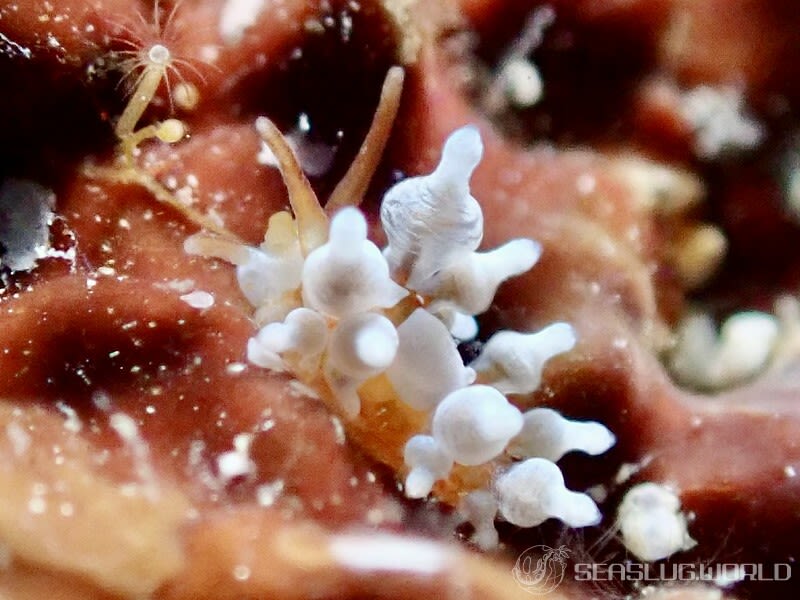 イナバミノウミウシ Eubranchus inabai