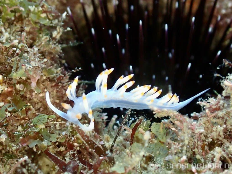 サキシマミノウミウシ Samla takashigei